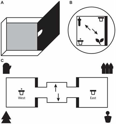 Lateral Entorhinal Cortex Lesions Impair Local Spatial Frameworks